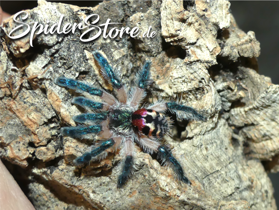 Typhochlaena seladonia